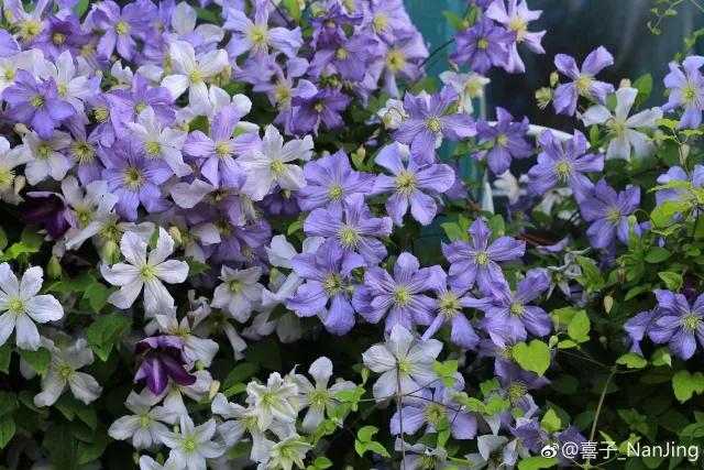 花之信 | ?传说中的三类铁怎么种？小铁大神告诉你！