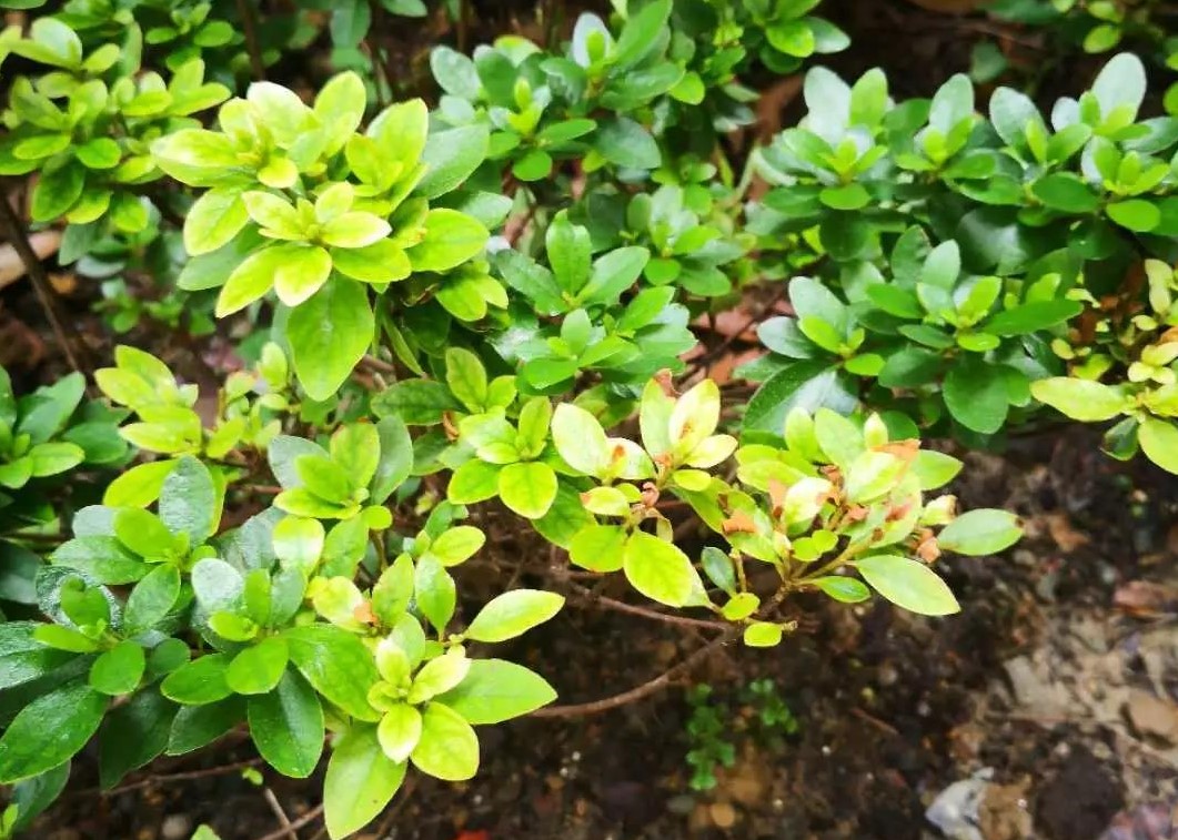 夏天植物状态差？别急，看看是不是这5个典型问题