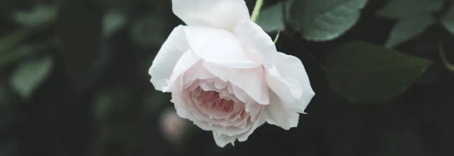 关于月季抹芽这件事，老师已经说倦了~