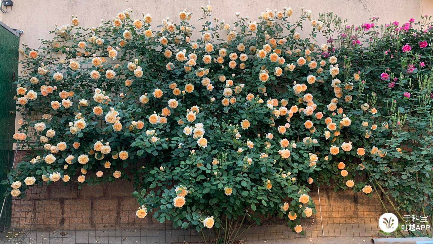 牙签苗逆袭成十米月季花墙，两年就足够！