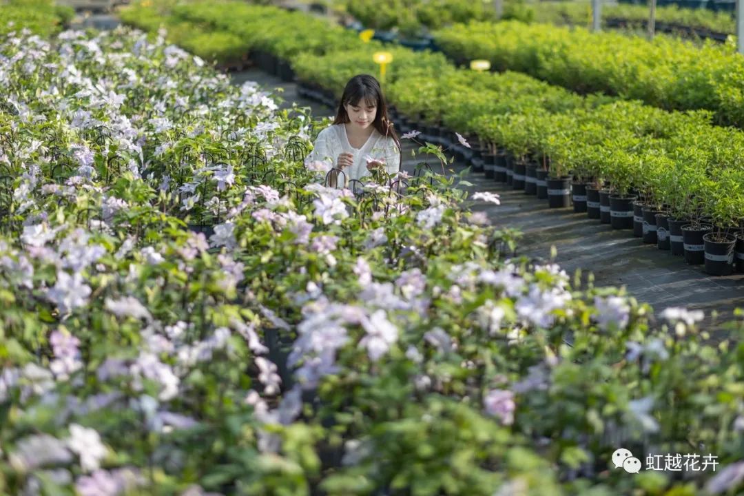 植物品种错版的两面价值 | 虹越视角